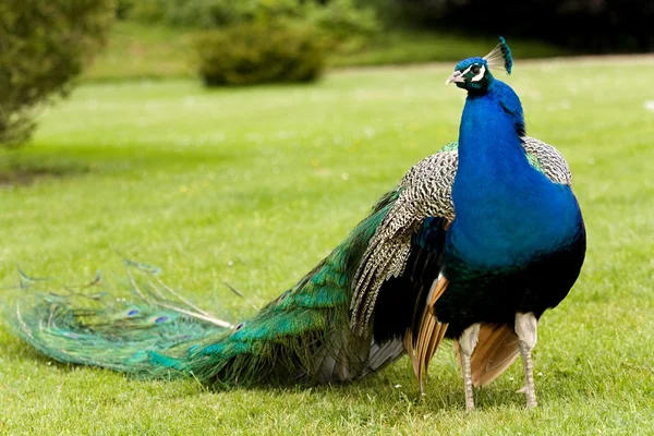 Pavo real — Foto de Stock