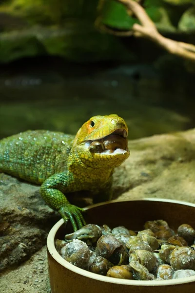 Lguana — стоковое фото