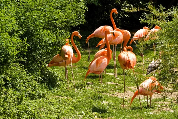 Flamingo — Stockfoto