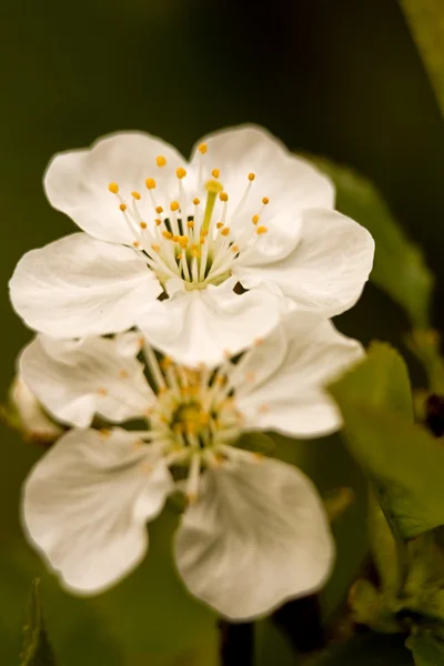 Flor — Fotografia de Stock