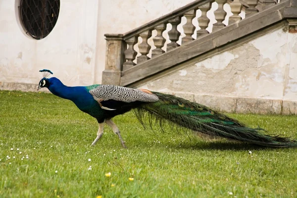 Pfau — Stockfoto