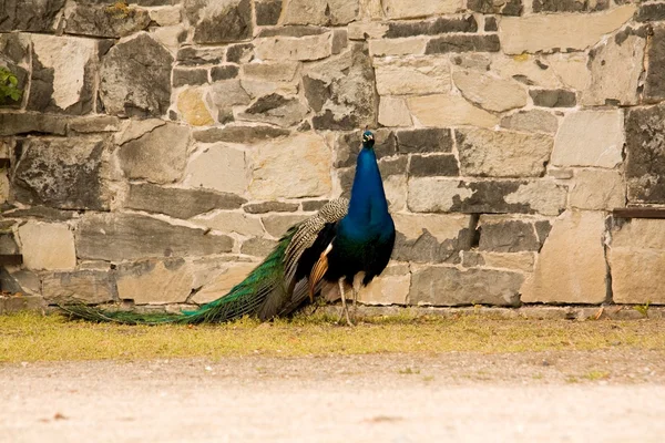 Pavo real — Foto de Stock