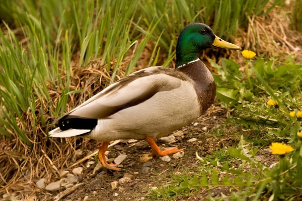 Ente — Stockfoto