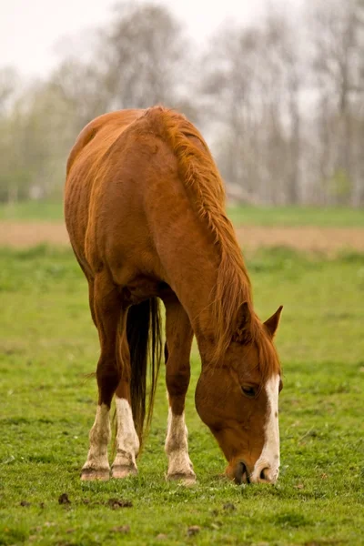 Pferd — Stockfoto