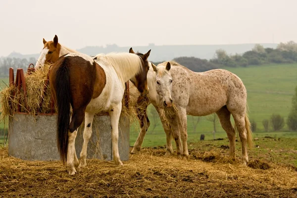 Pferd — Stockfoto