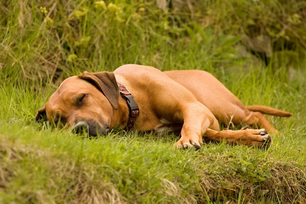 Pequeño perro. —  Fotos de Stock