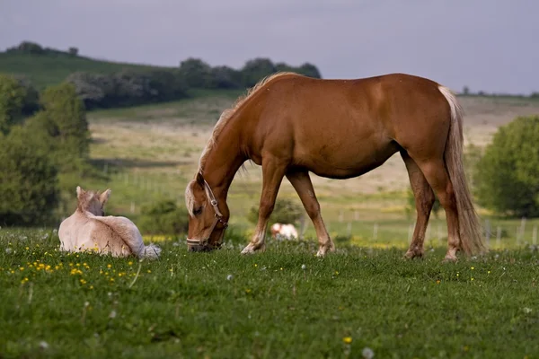 Pferd — Stockfoto