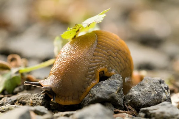 Caracol — Fotografia de Stock