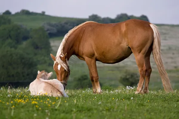 Pferd — Stockfoto