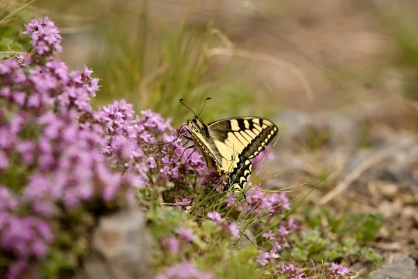 Farfalla — Foto Stock