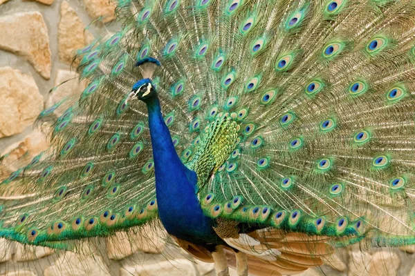 Pavo real — Foto de Stock