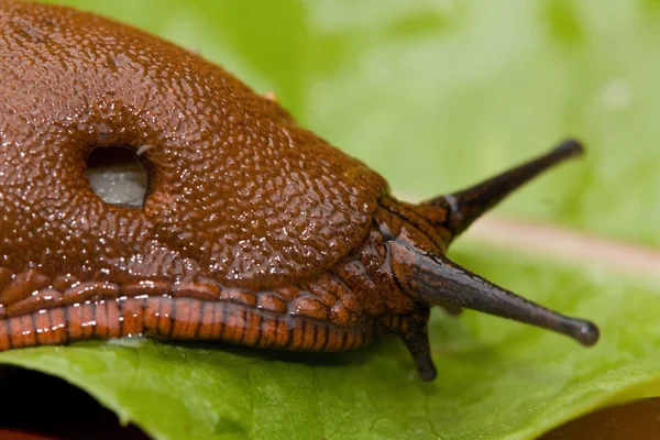 Schnecke — Stockfoto