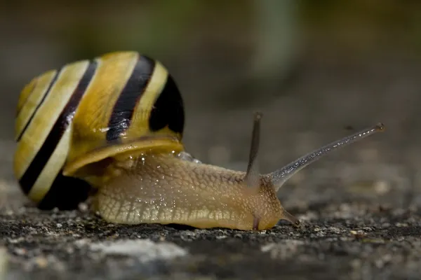 Caracol — Fotografia de Stock