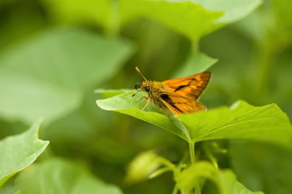 Mariposa. — Foto de Stock