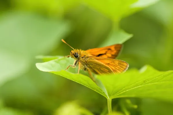 Schmetterling — Stockfoto