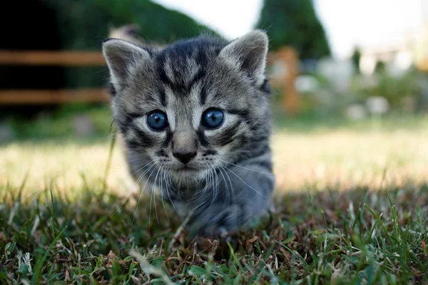 Gatto piccolo — Foto Stock