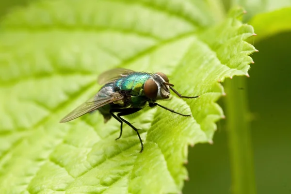 Маленькая муха — стоковое фото