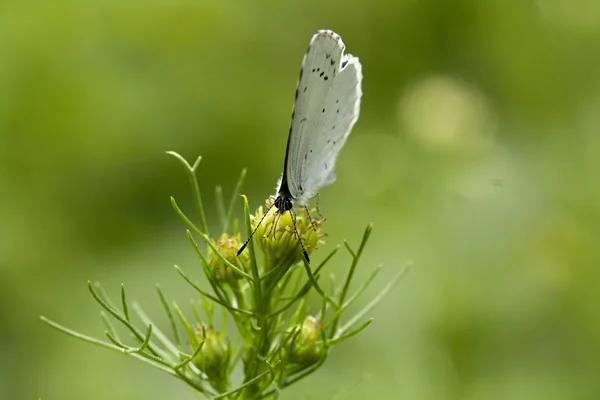 Schmetterling — Stockfoto