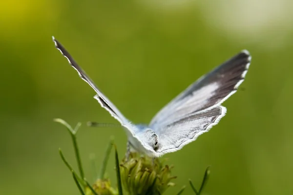 Schmetterling — Stockfoto