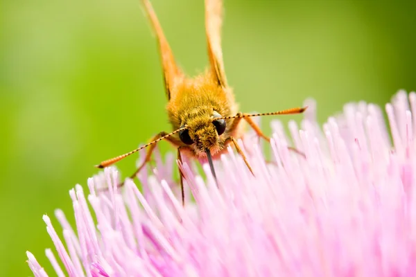 Vlinder — Stockfoto