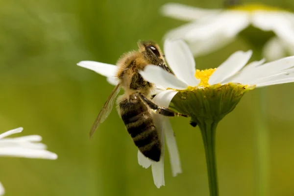 Kleine vliegen — Stockfoto