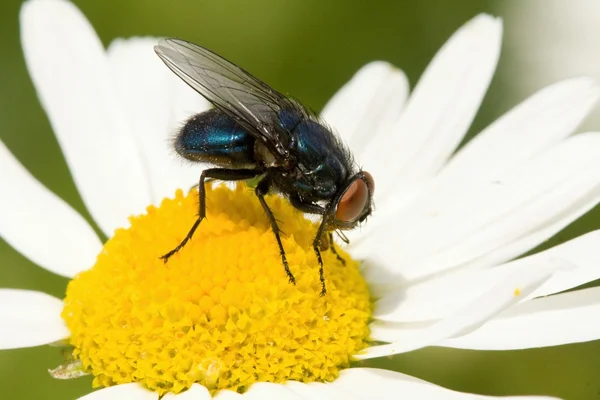 Small fly — Stock Photo, Image