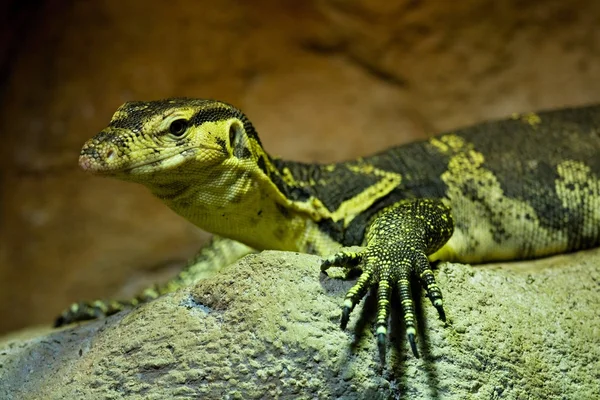 Lguana — Stockfoto