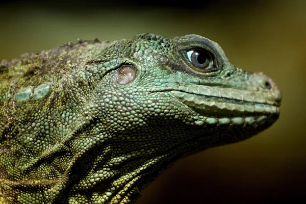 Lguana — Zdjęcie stockowe