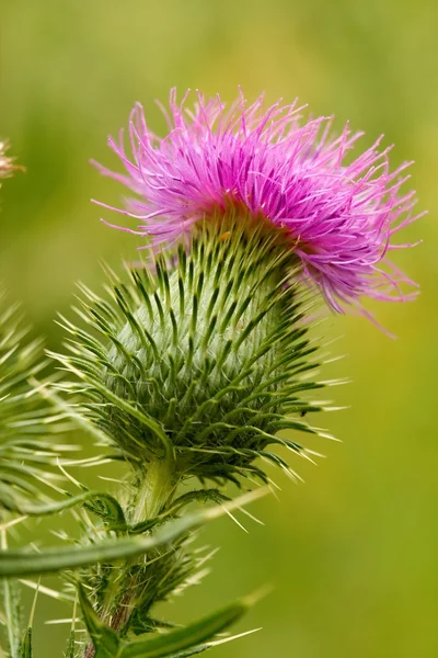 Distel Stockfoto