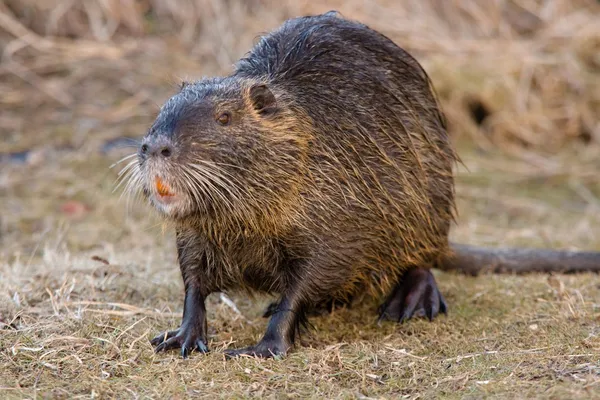 Nutria Imagen De Stock