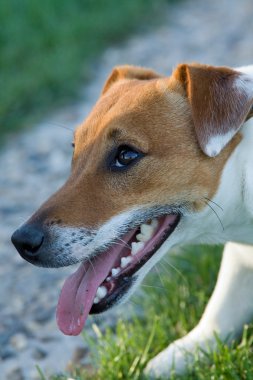 Küçük Köpek