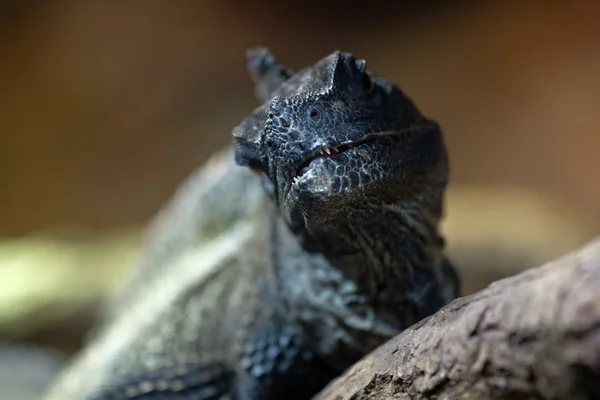 Lguana — стокове фото