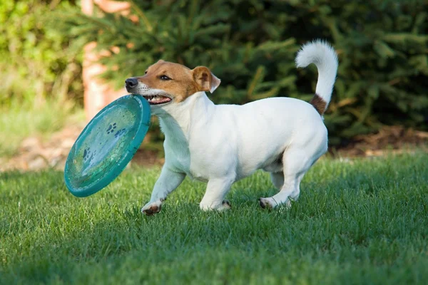 Liten hund — Stockfoto