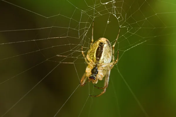 Aranha — Fotografia de Stock