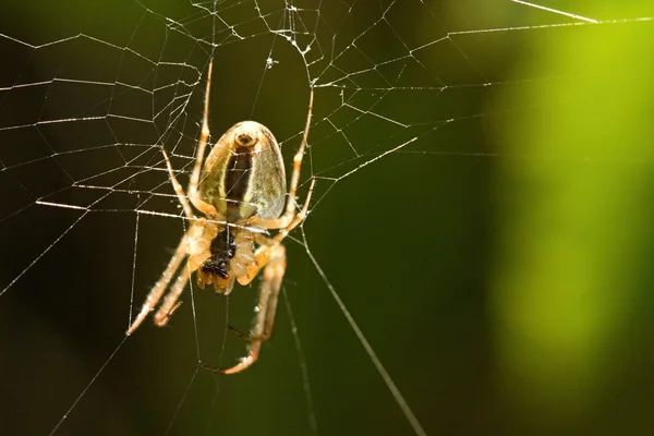 Aranha — Fotografia de Stock