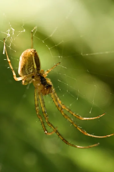 Aranha — Fotografia de Stock