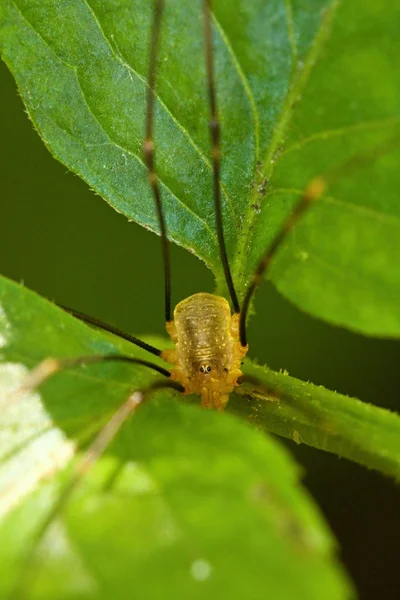 Aranha — Fotografia de Stock