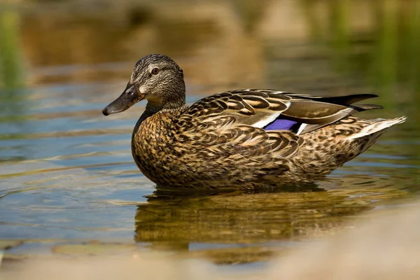 Pato. — Fotografia de Stock