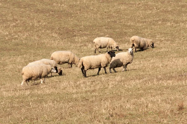 Schafe — Stockfoto