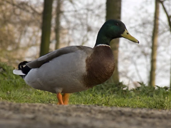 Young duck — Stock Photo, Image