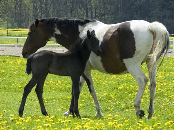 Paarden — Stockfoto