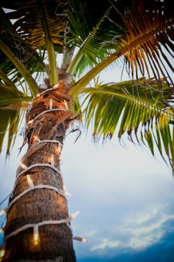 Noel ışıkları ile palm