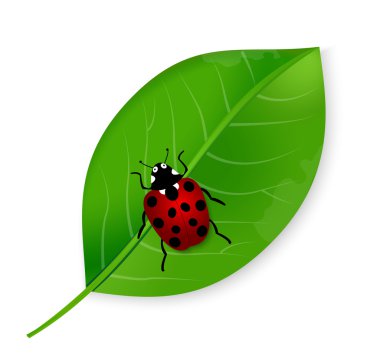 Ladybird yaprak üzerinde