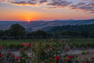 Tuscany manzarası, tahıl tarlaları, selvi ağaçları ve gün batımında tepelerde evler. Tuscany, İtalya, Avrupa, İtalya, Tarım Bakolenosu 'nda kıvrımlı yolu olan yaz kırsal arazisi 
