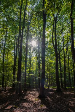 Waterloopbos Vollenhove Flevoland Hollanda, suyun belli yapılara tepkisini test etmek için kullanılır. Hollanda ormanında sonbahar