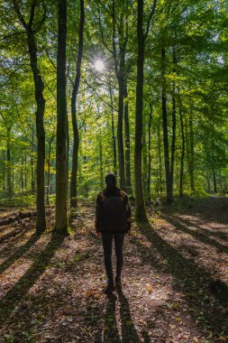Waterloopbos Vollenhove Flevoland Hollanda 'daki ormandaki kadın suyun belli yapılara tepkisini test ederdi. Hollanda ormanında sonbahar