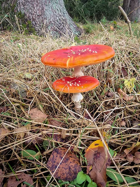 Красный гриб растет в лесу Осенние цвета с оранжевыми красными деревьями в октябре в национальном парке Drentsche Aa, красочные осенние деревья в Нидерландах Drenthe во время осеннего сезона — стоковое фото