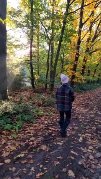 Orta yaşlı bir kadın, Hollanda 'da sonbahar mevsiminde Drentsche Aa' da turuncu kırmızı ağaçlarla doğa yürüyüşü yaparak ormanda yürüyor. — Stok video