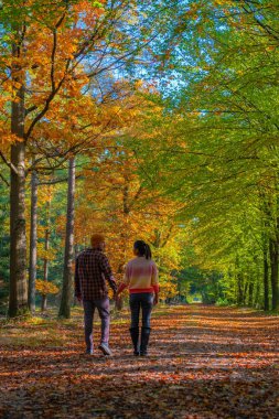 Hollanda Drentsche Aa 'da sonbahar mevsiminde çiftler ve kadınlar, güz mevsiminde ormanda turuncu kırmızı ağaçlarla yürüyüş yaparlar.