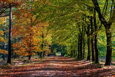 Ekim ayında ulusal park Drentsche Aa 'da turuncu kırmızı ağaçlı sonbahar renkleri. Hollanda' da sonbahar mevsimi boyunca Drenthe 'de renkli sonbahar ağaçları.